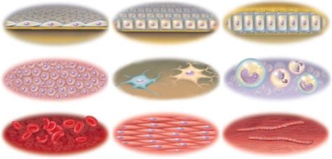 Anatomy Physiology Cell Quiz Flashcards Quizlet