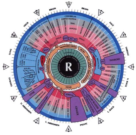 8 Iridology Chart Right Eye Iriscope Iridology Camera Iriscope