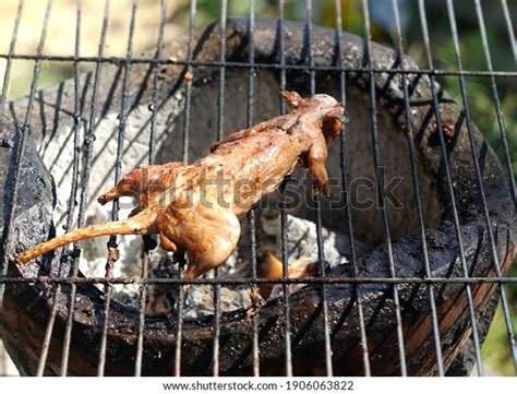 448 Grill Rat Images Stock Photos And Vectors Shutterstock