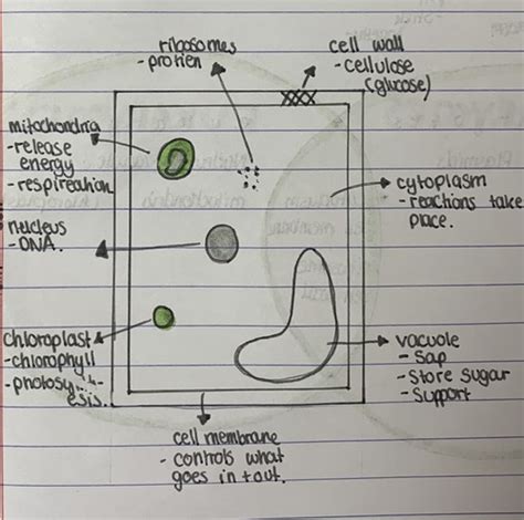 Identifying Cells Flashcards Quizlet