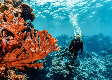 A Guide To Diving The Great Barrier Reef From Cairns Sweet Meanders