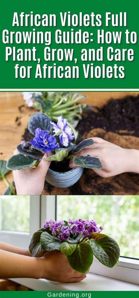 African Violets Full Growing Guide How To Plant Grow And Care For African Violets Container