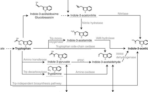 Overview Of Iaa Biosynthetic Pathways In Bacteria Dashed Lines Refer Download Scientific