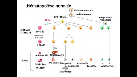 Hematologie Etude Des Voies De Signalisation En Pathologie