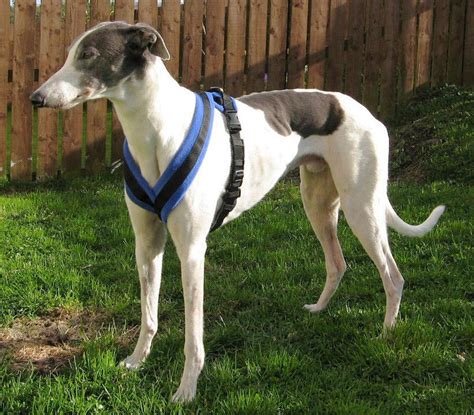 Harness – GreyHound Store