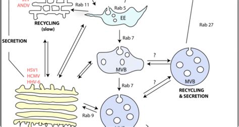 Viral Infection Exosome Rna