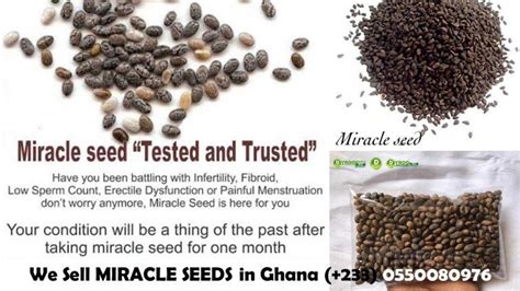 benefits  miracle seeds croton seeds dyroo healthcare