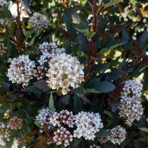 Physocarpus Ninebark Country Bumpkin Plant Nursery