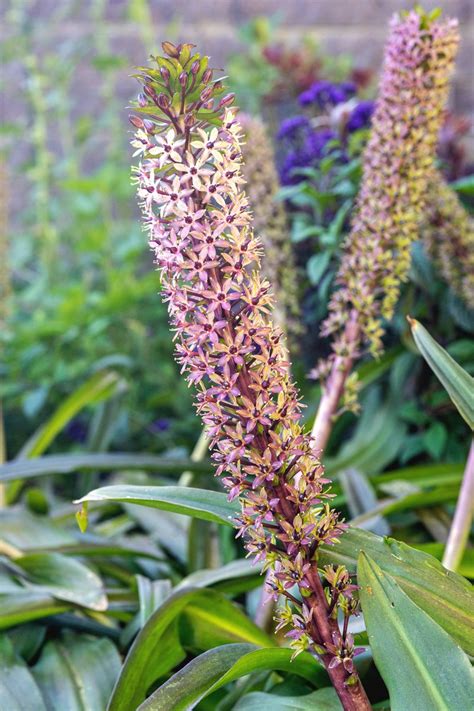 Getty Is Celebrating 25 Years On Twitter Eucomis Comosa Common Name