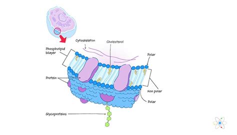 Structure Trilaminaire De La Membrane Cellulaire Science 2025