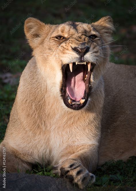 Roaring Lioness