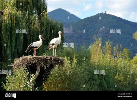 France Haut Rhin Hunawihr Centre For Reintroduction Of Storks In Alsace