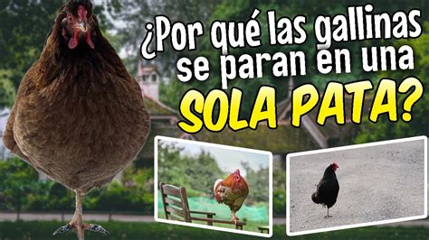 Por qué las gallinas se paran en una sola pata YouTube