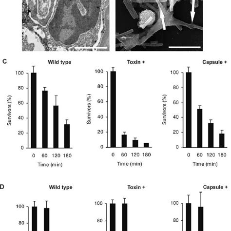 Human Neutrophils Efficiently Kill Vegetative B Anthracis Intra And Download Scientific