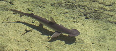 The Unusual Bonnethead Shark | Critter Science