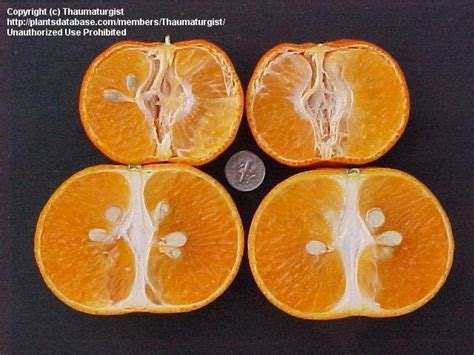 Plantfiles Pictures Citrus Mandarin Orange Satsuma Tangerine Dancy