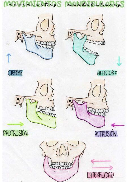 Res Menes De Movimientos Mandibulares Descarga Apuntes De Movimientos