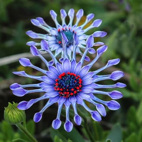 Usa Seller Rare Blue African Daisy 15 Seeds In 2020 Flower Seeds Flower Garden Plants