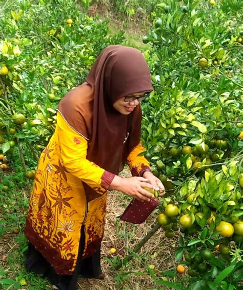 Petualangan Di Kebun Jeruk