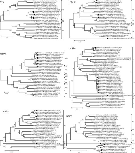 Phylogenetic Trees Based On The Full Length ORF Nucleotide Sequences Of