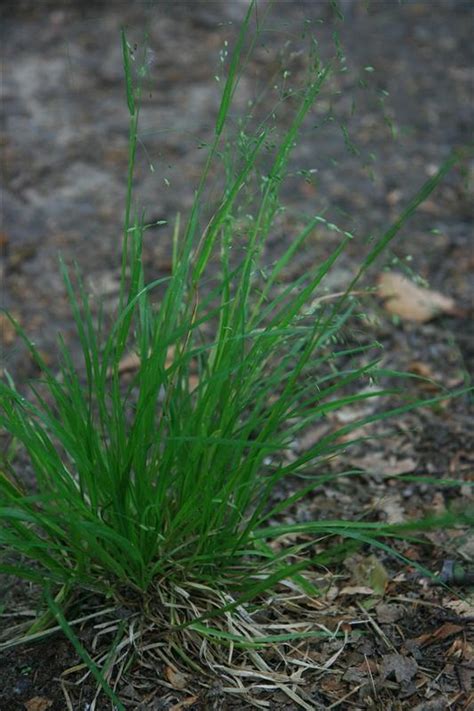 Genus Poa Blue Grass Go Botany