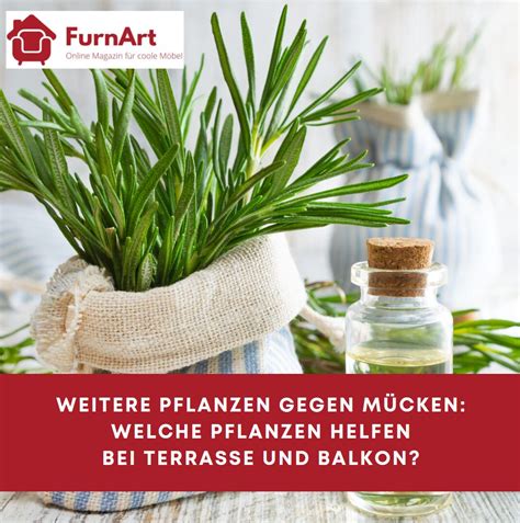 Pflanzen gegen Mücken Mücken effektiv vertreiben