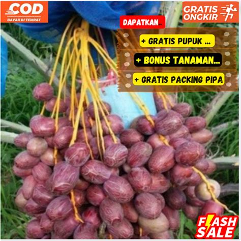 Jual Bibit Pohon Kurma Ajwa Arab TERLARIS Shopee Indonesia