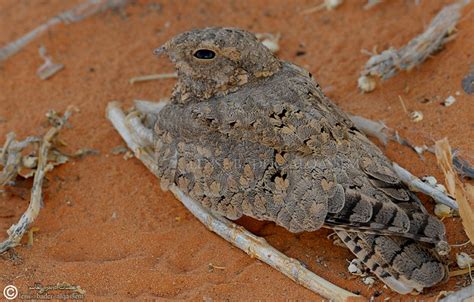 Egyptian Nightjar bird photo call and song/ Caprimulgus aegyptius