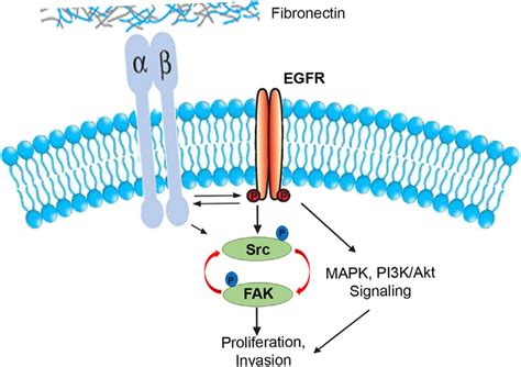 Diagrammatic representation of the activation of receptor tyrosine ...