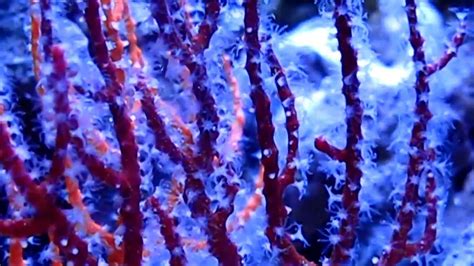 Purple And Orange Sea Whip Gorgonian Coral Youtube