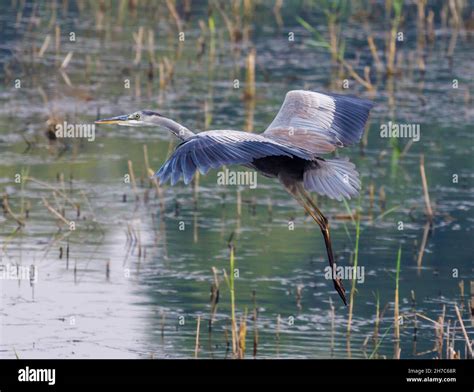 Purple Heron Ardea Purpurea Nile River Luxor Egypt Stock Photo Alamy