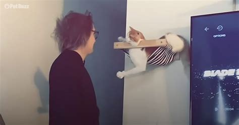 Dad builds jungle gym for his cat, who loves to climb - Pet Buzz