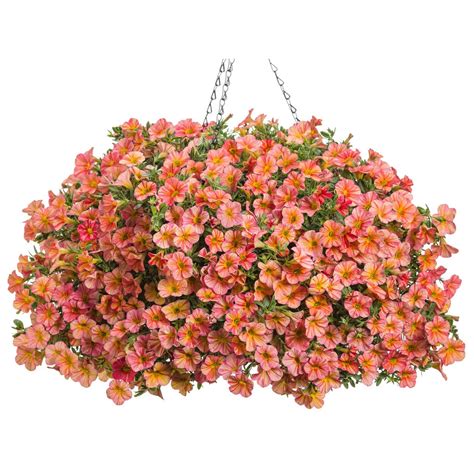 20 Best Hanging Basket Flowers To Liven Up Your Porch Or Patio Proven