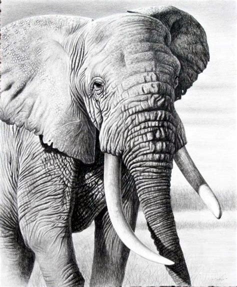 40 Realistic Animal Pencil Drawings