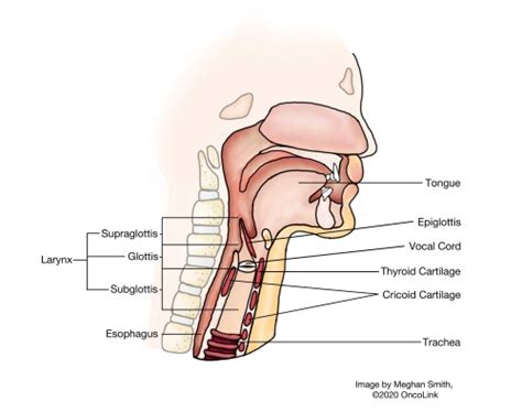 Laryngeal Cancer Treatment - Aastha Oncology Associates