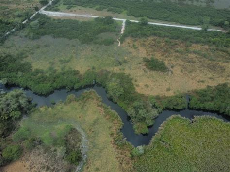 Denuncian destrucción de manglares en La Tovara