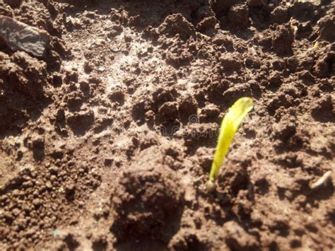 Maize germination process stock photo. Image of soil - 216898764