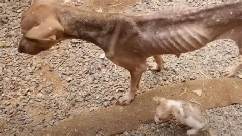 Cane Pelle E Ossa Vaga Alla Ricerca Di Aiuto Per S E Il Suo Cucciolo