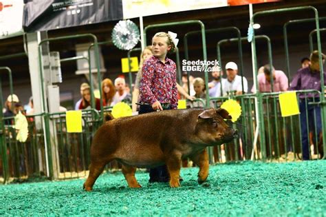 Njss Duroc Gilt Show National Swine Registry