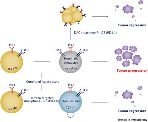 Stem Effector And Hybrid States Of Memory CD8 T Cells Trends In