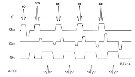 Example Of A Fast Spin Echo Multi Echo Pulse Sequence Used For T