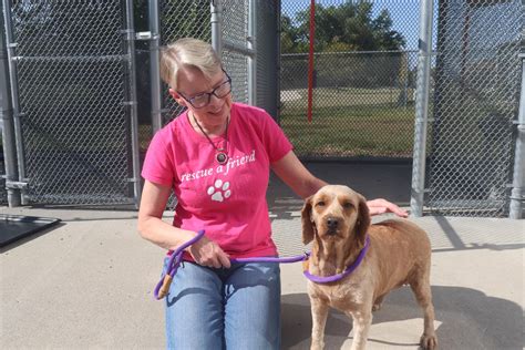 Breeder surrenders 131 dogs to the Iowa City Animal Shelter – Best of SNO