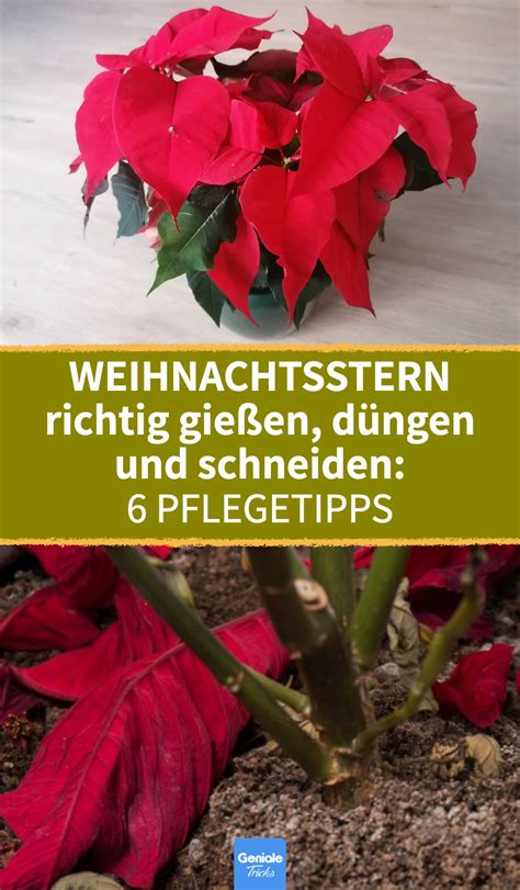 Weihnachtsstern Pflegen Tricks Damit Er Nicht Eingeht