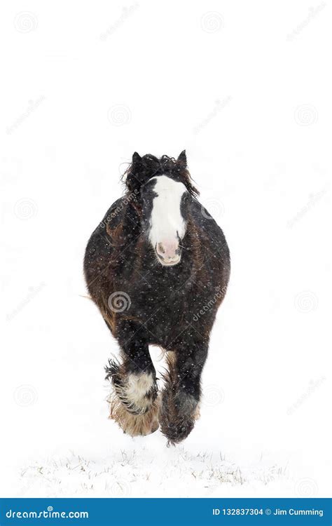 A Clydesdale Horse Running in the Falling Snow in Winter in Canada ...