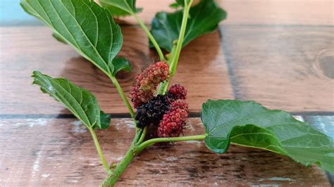 Mulberry Leaves Stock Photos, Images and Backgrounds for Free Download