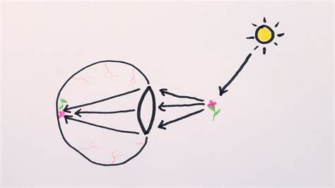 How The Human Eye Differentiate Between Distant Objects Britannica