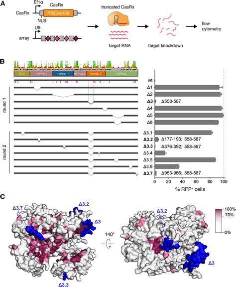 Structural Basis For The RNA Guided Ribonuclease Activity Of CRISPR