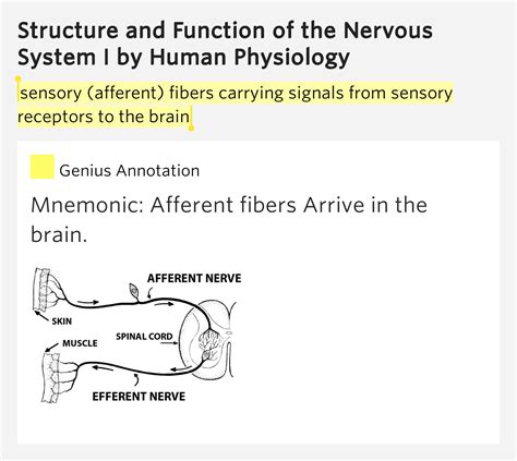 Sensory Afferent Fibers Carrying Signals From Sensory Receptors To