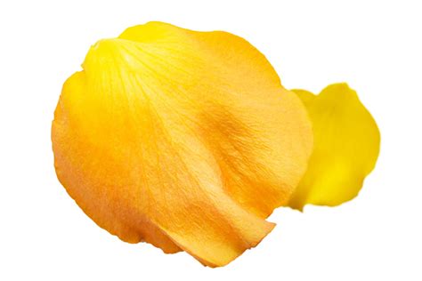 Yellow Petal Isolated On A Transparent Background 21938986 PNG