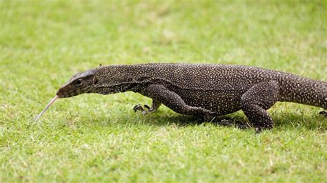 Daging Biawak Halal Atau Haram Ini Pendapat Ulama